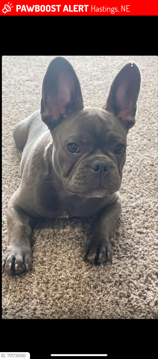Lost Female Dog last seen Near S Wabash Ave Hastings, NE, Hastings, NE 68901