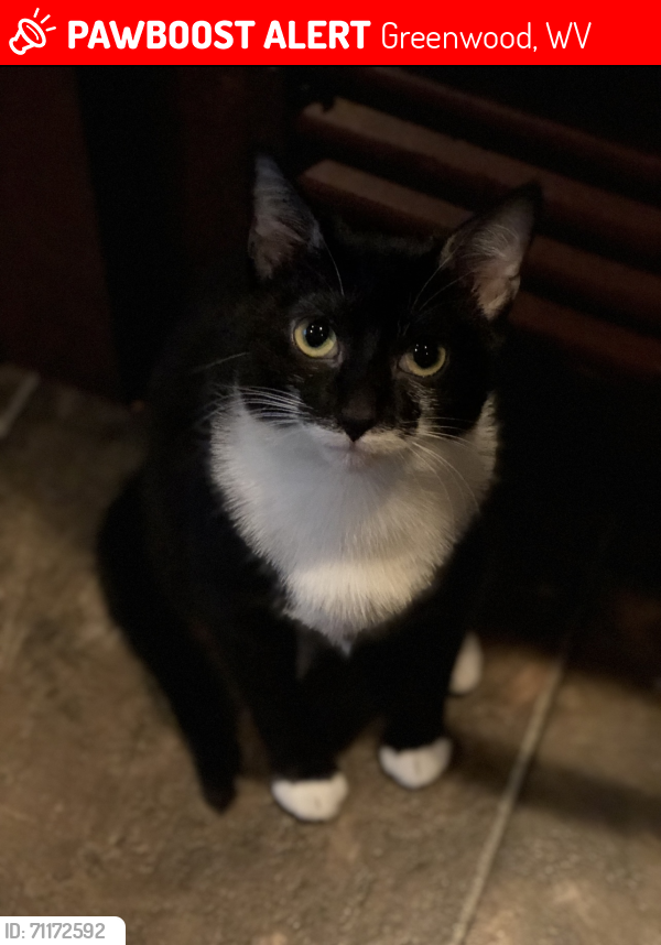 Lost Female Cat last seen Pennsboro, Greenwood, WV 26415