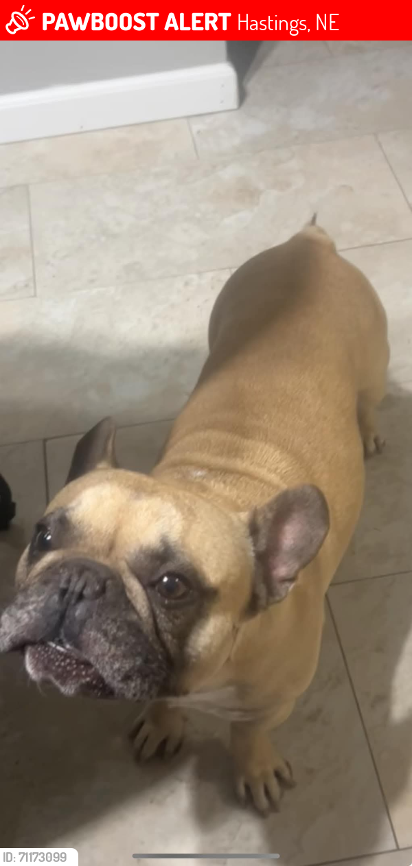 Lost Male Dog last seen Near S Wabash Ave Hastings, NE, Hastings, NE 68901