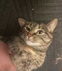 Lost Female Cat last seen 51st and Union, Tulsa, OK 74107