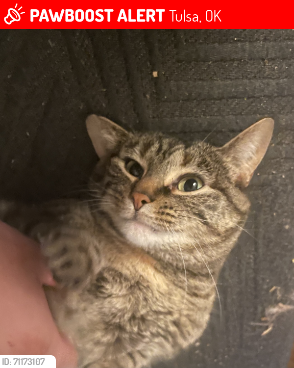 Lost Female Cat last seen 51st and Union, Tulsa, OK 74107
