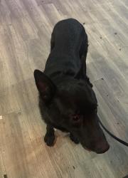 Lost Male Dog last seen 120th and Peoria , Brighton, CO 80601
