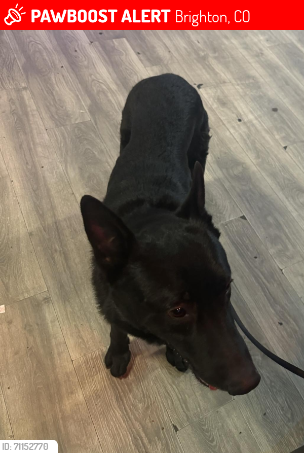 Lost Male Dog last seen 120th and Peoria, Brighton, CO 80601