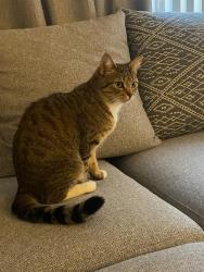 Lost Female Cat last seen Chapman way and Butter cup avenue near Tesco Extra ( Barford Road), Cambridgeshire, England PE19 2LP