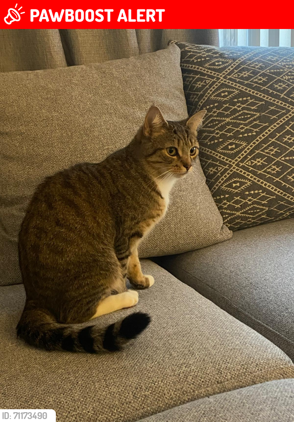 Lost Female Cat last seen Chapman way and Butter cup avenue near Tesco Extra ( Barford Road), Cambridgeshire, England PE19 2LP