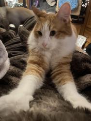 Lost Male Cat last seen Pomona Fairplex, La Verne, CA 91750