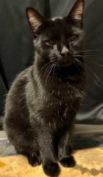Lost Male Cat last seen Near branderwood drive, Greensboro, NC 27406