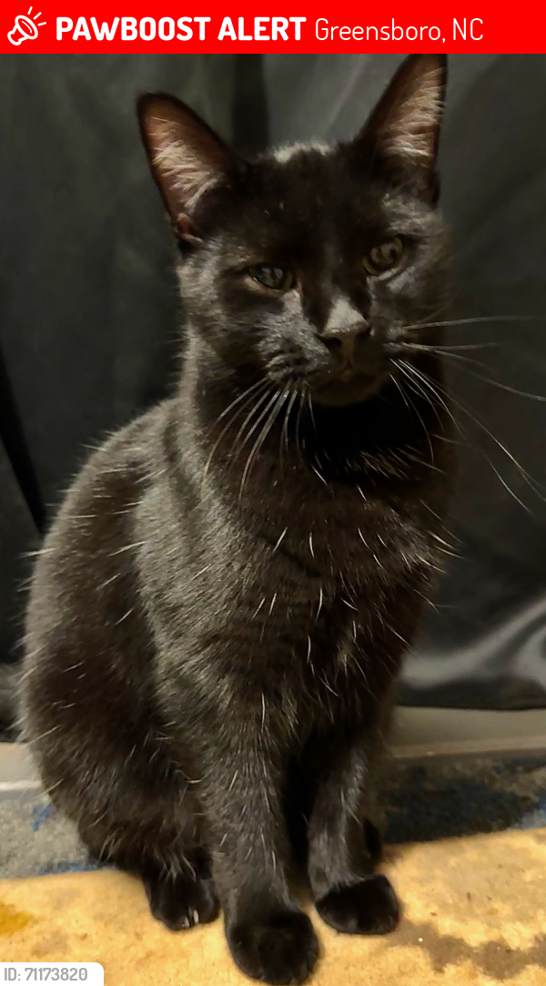 Lost Male Cat last seen Near branderwood drive, Greensboro, NC 27406