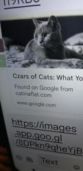 Lost Female Cat last seen Scenic or Downey, Modesto, CA 95354