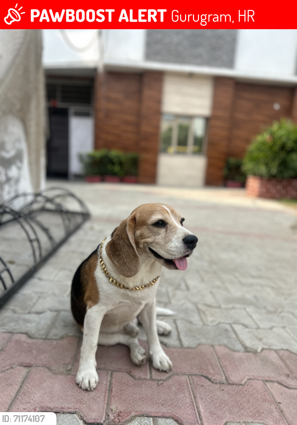 Lost Male Dog last seen Lord krishna convent school dhanwapur , Gurugram, HR 122006