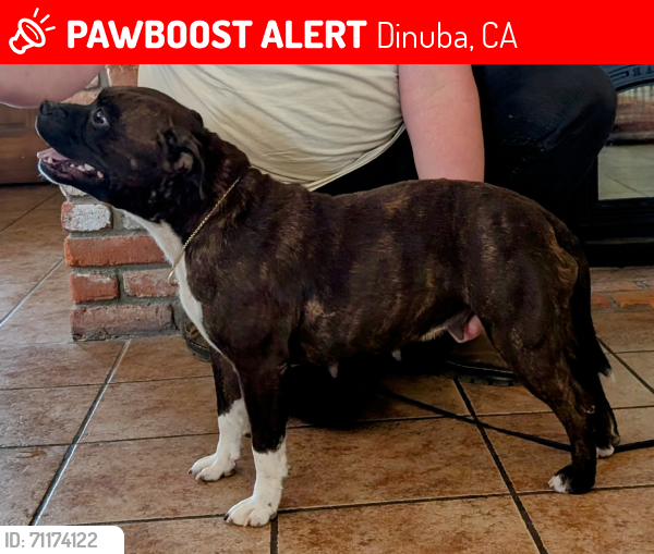 Lost Female Dog last seen Ave. 384 & Rd. 52, Dinuba, CA 93618