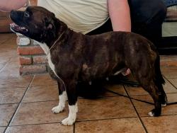 Lost Female Dog last seen Ave. 384 & Rd. 52, Dinuba, CA 93618