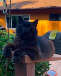 Lost Male Cat last seen Orpheus Ave. and Hymetus, Encinitas, CA 92007