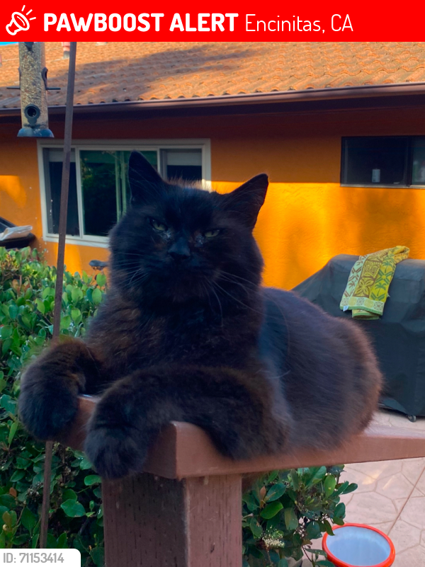 Lost Male Cat last seen Orpheus Ave. and Hymetus, Encinitas, CA 92007