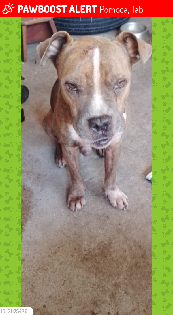 Lost Male Dog last seen Valle real, lomitas cedro,saloya, Pomoca, Tab. 86247