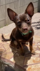 Lost Female Dog last seen Woodrow, San Diego, CA 92114