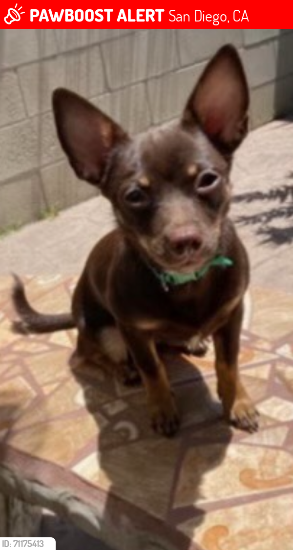 Lost Female Dog last seen Woodrow, San Diego, CA 92114