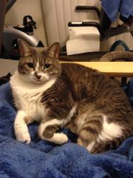 Lost Female Cat last seen Near Treasure Beach Rd, St. Augustine, FL 32080