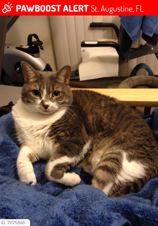 Lost Female Cat last seen Near Treasure Beach Rd, St. Augustine, FL 32080