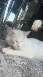 Lost Male Cat last seen Bardstown woods by Fischer s, Louisville, KY 40291