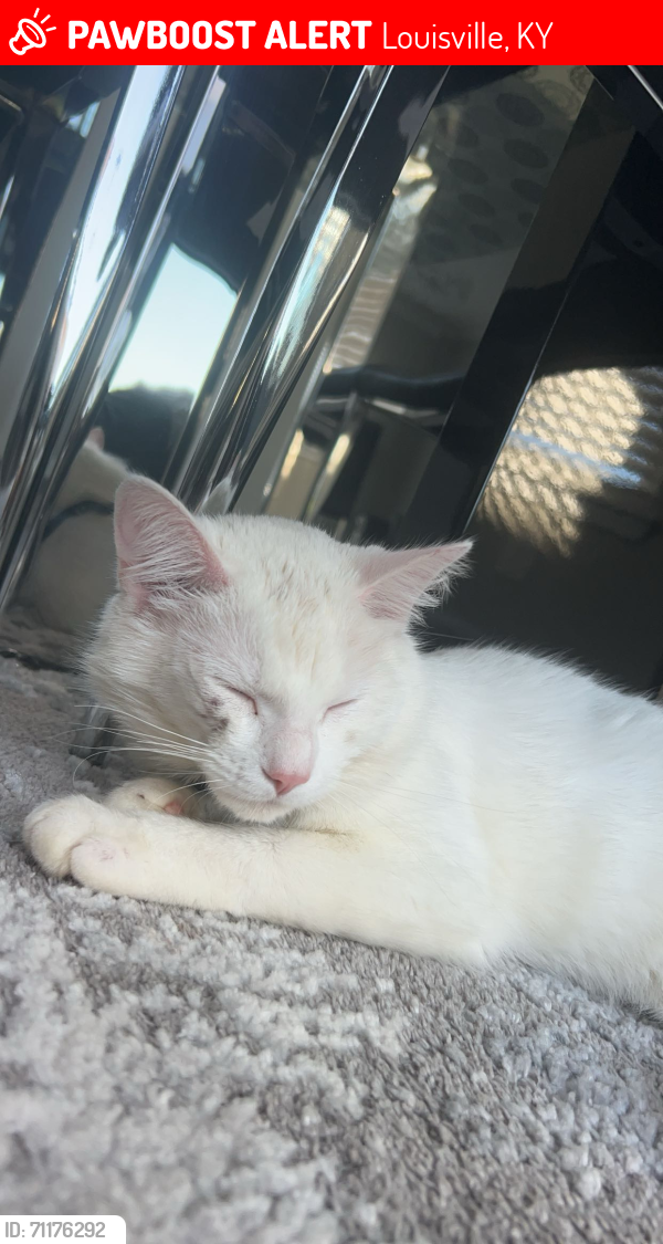 Lost Male Cat last seen Bardstown woods by Fischer s, Louisville, KY 40291