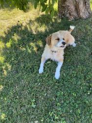Lost Male Dog last seen Wilmot rd Deerfield il, Deerfield, IL 60015
