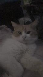 Lost Male Cat last seen Ceralvo & Calle Romero, San Antonio, TX 78237