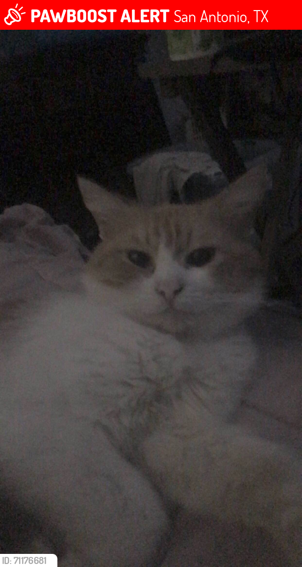 Lost Male Cat last seen Ceralvo & Calle Romero, San Antonio, TX 78237
