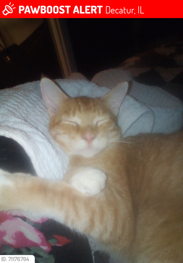 Lost Male Cat last seen Garfield Ave. And 27th St Decatur IL, Decatur, IL 62526