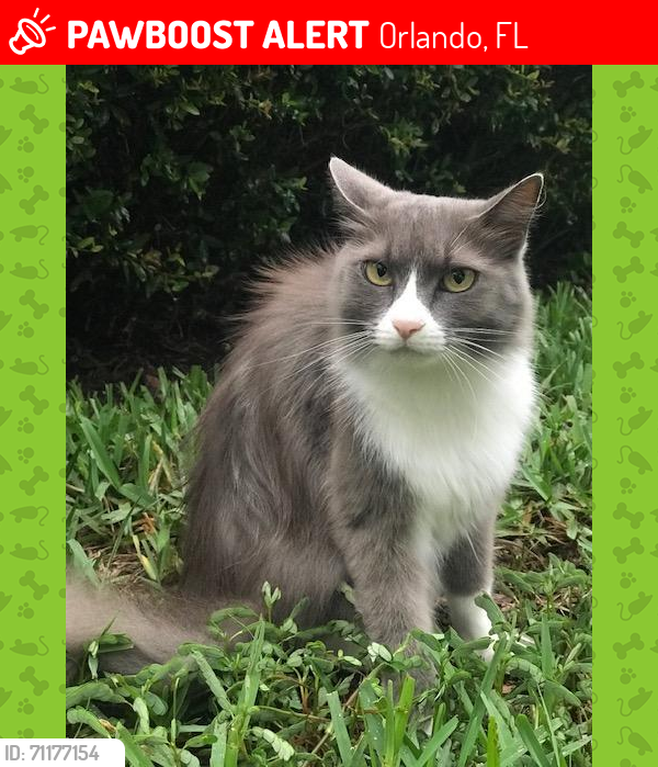 Lost Female Cat last seen Phillips Landing, Heritage Bay Circle, Orlando, FL 32836
