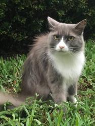 Lost Female Cat last seen Phillips Landing, Heritage Bay Circle, Orlando, FL 32836