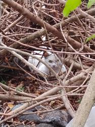 Found/Stray Unknown Cat last seen On the property of Wawa on the south west corner , Lake Worth Beach, FL 33461