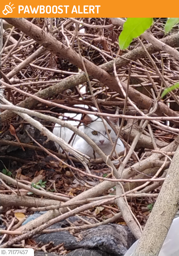 Found/Stray Unknown Cat last seen On the property of Wawa on the south west corner , Lake Worth Beach, FL 33461