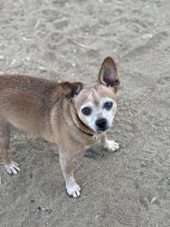 Lost Male Dog last seen Estelle Mountain Rd. , Riverside County, CA 92883