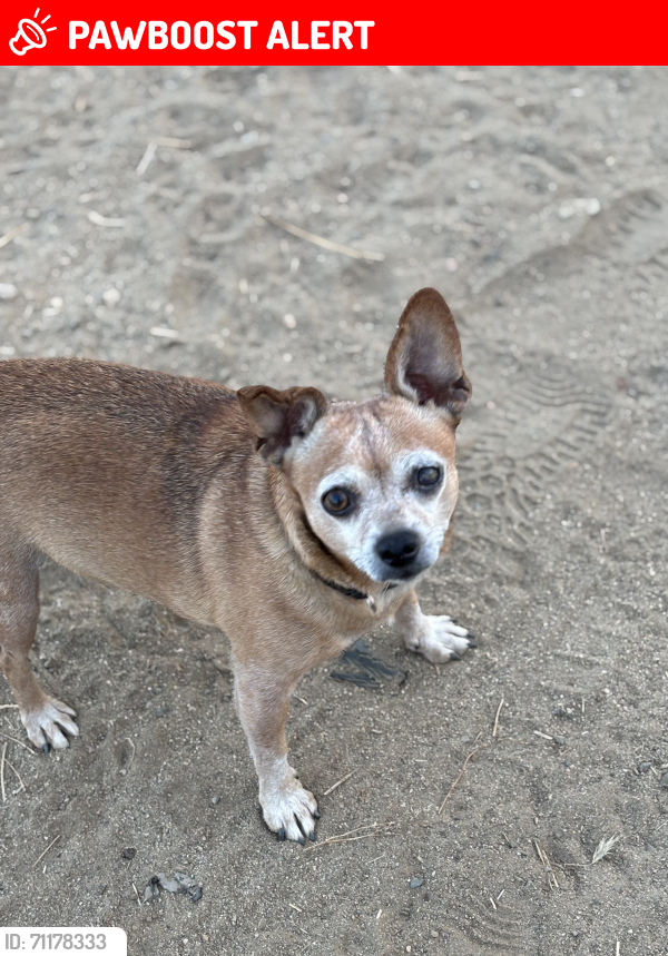 Lost Male Dog last seen Estelle Mountain Rd. , Riverside County, CA 92883