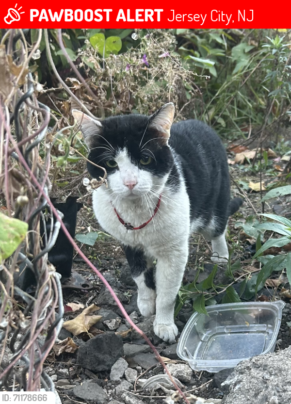Lost Male Cat last seen Bramhall Avenue, Jersey City, NJ 07304