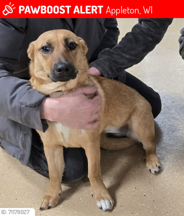 Lost Female Dog last seen Last seen near Nakashima and Nicolet road , Appleton, WI 54914