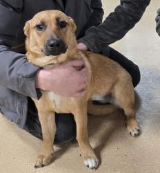 Lost Female Dog last seen Last seen near Nakashima and Nicolet road , Appleton, WI 54914