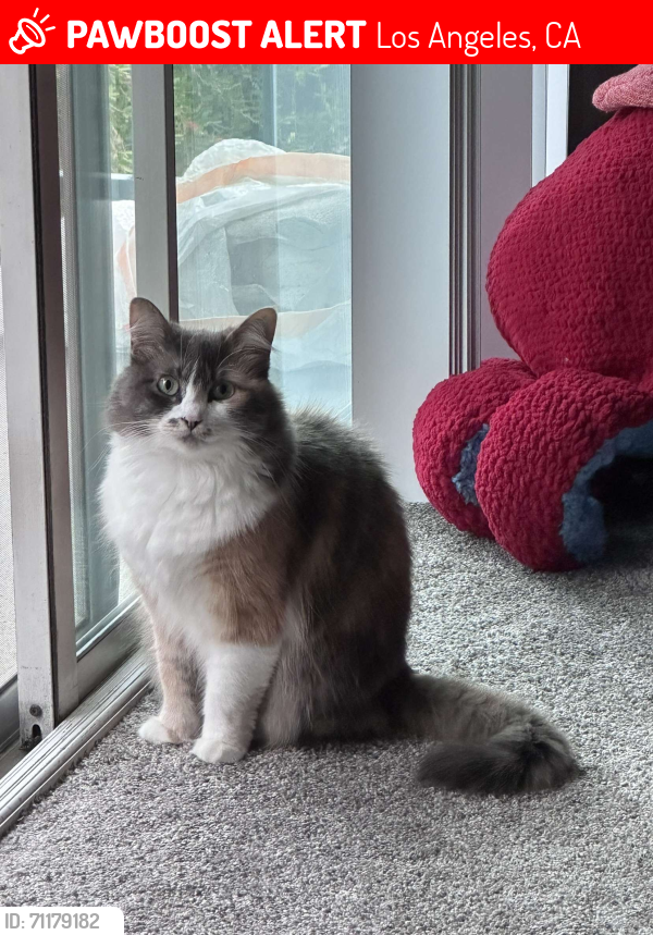 Lost Female Cat last seen Fair Park Ave and Maywood, Los Angeles, CA 90041
