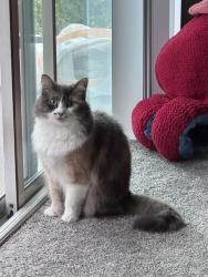 Lost Female Cat last seen Fair Park Ave and Maywood, Los Angeles, CA 90041