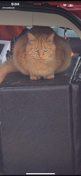 Lost Male Cat last seen Near CarMax and the QT close to 85 on Laurens Roadi, Greenville, SC 29606