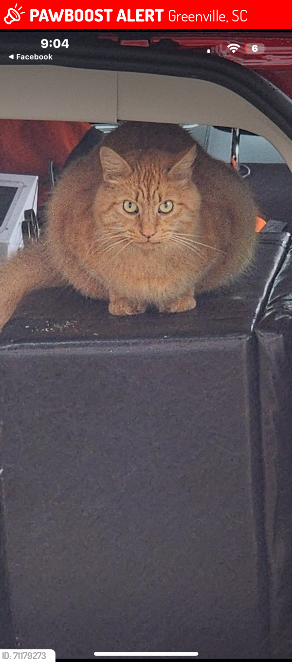 Lost Male Cat last seen Near CarMax and the QT close to 85 on Laurens Roadi, Greenville, SC 29606
