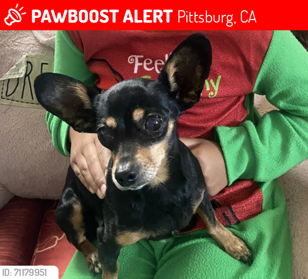 Lost Female Dog last seen Parkside drive pittsburg, Pittsburg, CA 94565