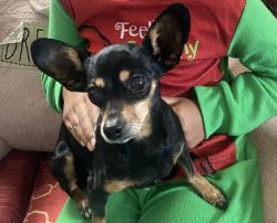 Lost Female Dog last seen Parkside drive pittsburg, Pittsburg, CA 94565