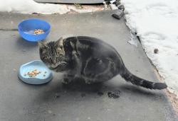 Found/Stray Unknown Cat last seen Route 82 & Avery Rd. Broadview Hts. , Broadview Heights, OH 44147