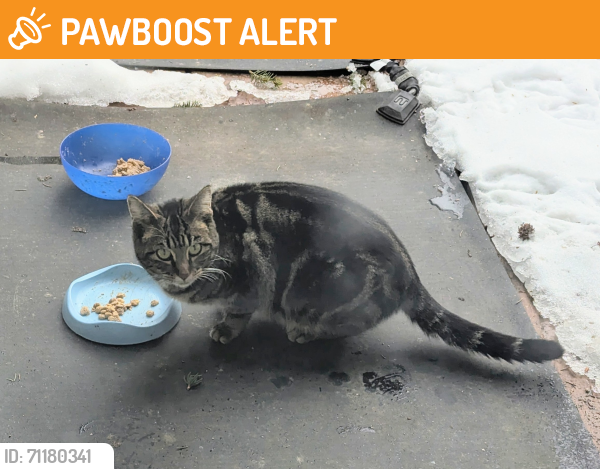 Found/Stray Unknown Cat last seen Route 82 & Avery Rd. Broadview Hts. , Broadview Heights, OH 44147