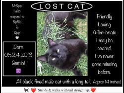 Lost Male Cat last seen Locust, Nampa, ID 83687