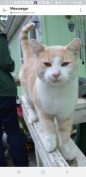 Lost Male Cat last seen E Grapeview Loop Road and E Lombard Rd N , Grapeview, WA 98394