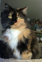 Lost Female Cat last seen Cross street El Molino , Altadena, CA 91001