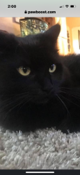 Lost Male Cat last seen 51st st Springfield or, Springfield, OR 97477
